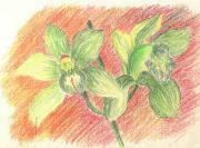 orchid2
